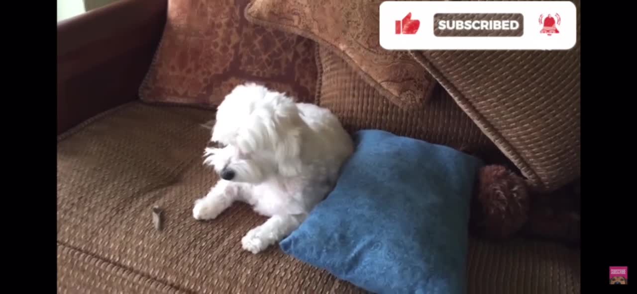 Adorable Pets Clips Complication