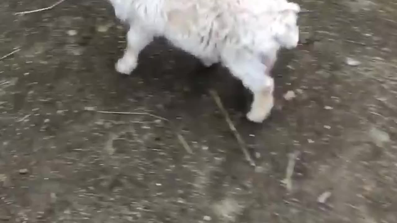 Beautiful dog & goats