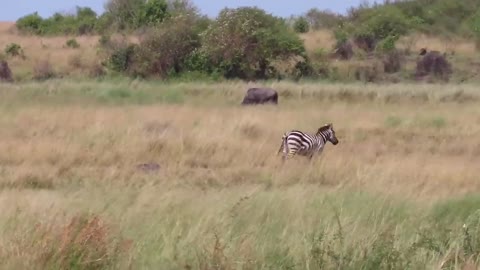 Zebra that is not picky eater