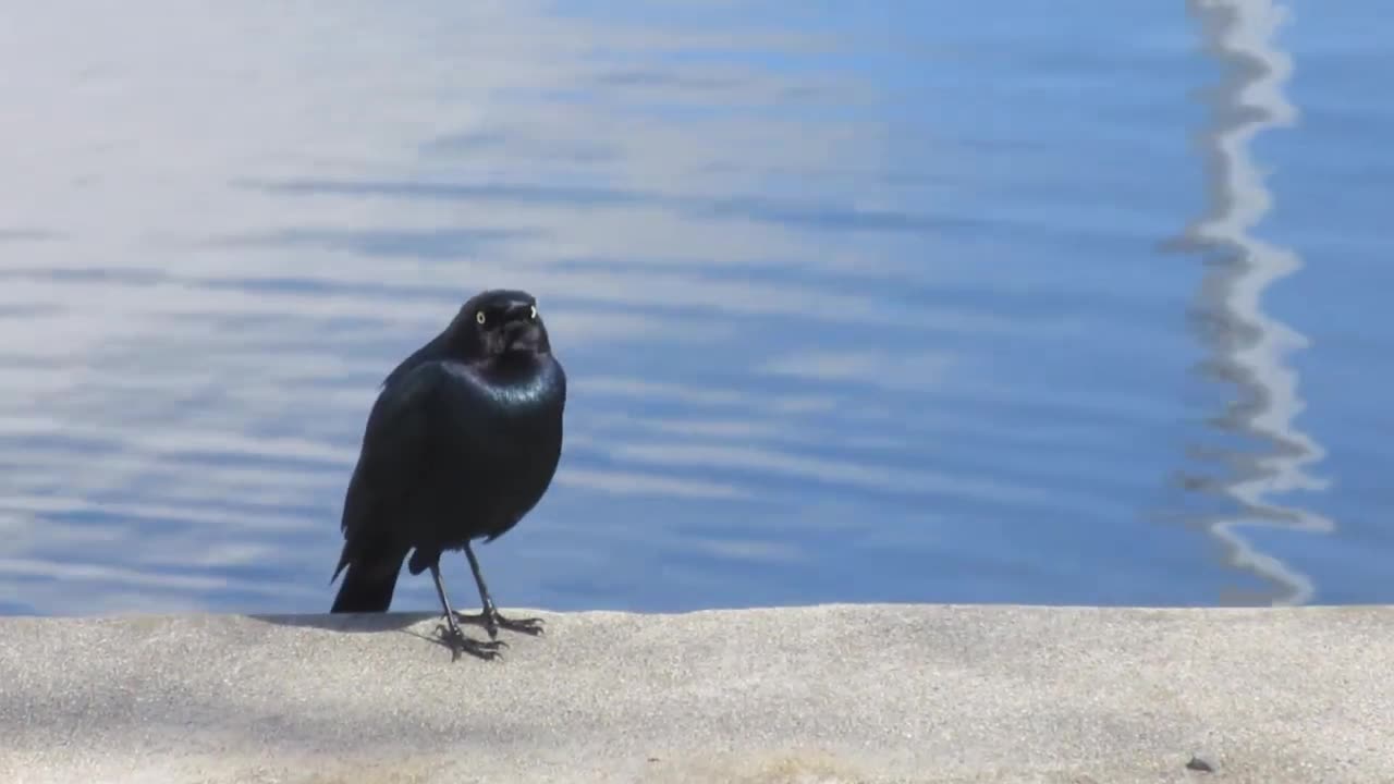 bird in nature