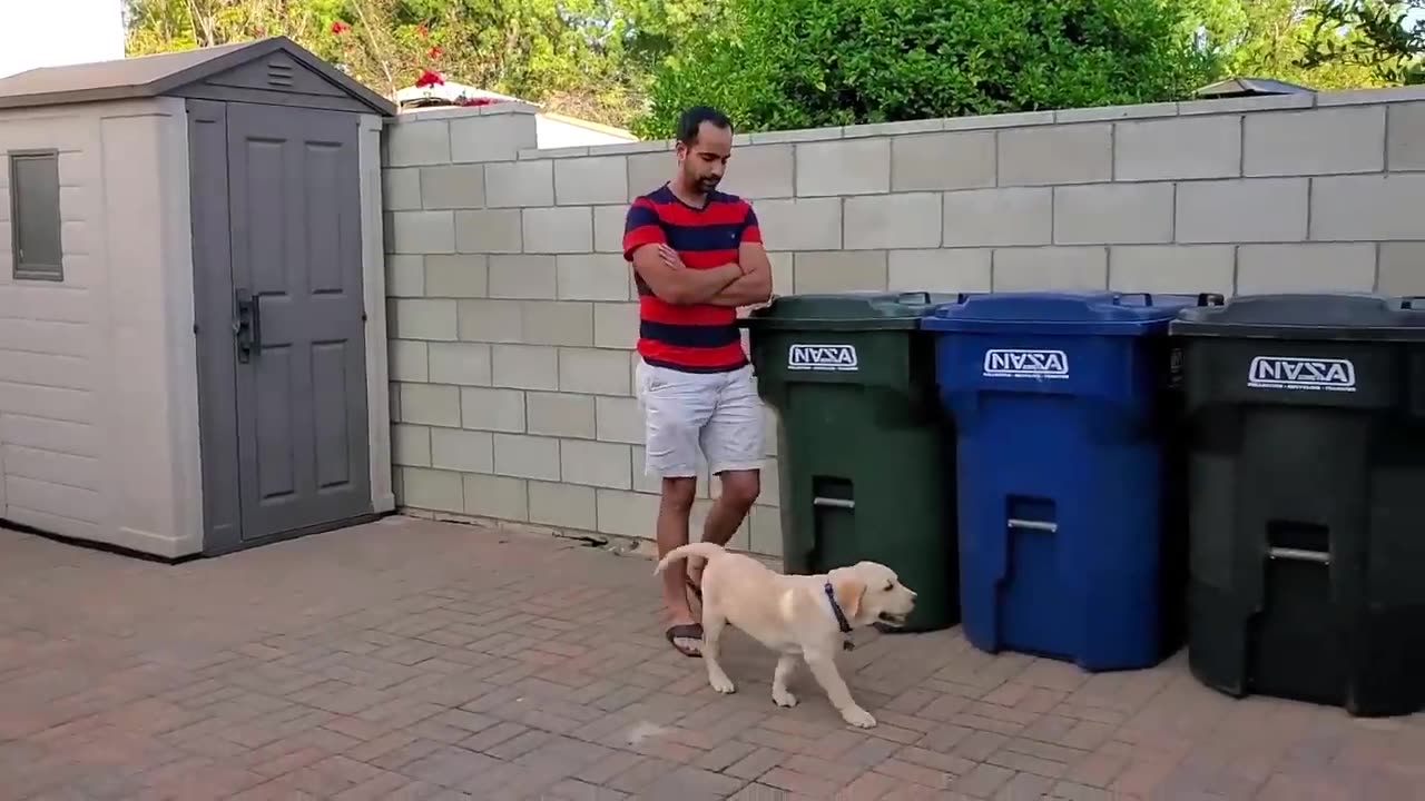 How to Potty & Susu (Pee) Training Puppy or Adult Dog at Home _ Indoor or Outdoor _ Baadal Bhandaari