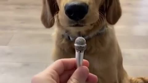 Cute dog try to sing