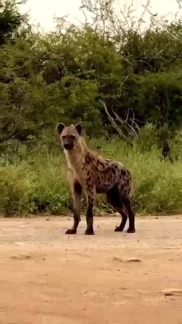 The lion cub fell from the tree