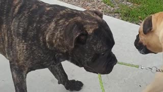 Milo Helps Missy Get to the Beach Faster