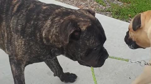 Milo Helps Missy Get to the Beach Faster