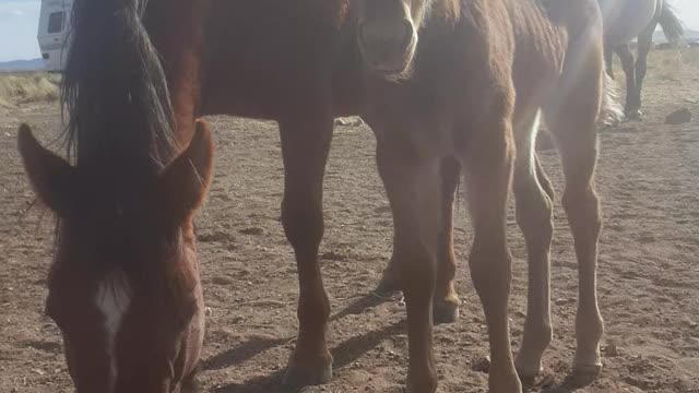 Wild born filly around 2 weeks old