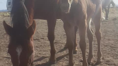 Wild born filly around 2 weeks old