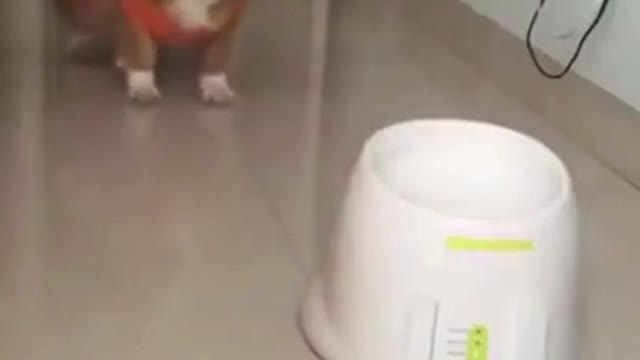 Sweet and Funny Dogs And Puppies!!!