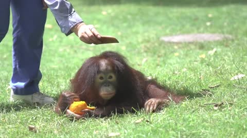 What do you want for Little Grape # chimp