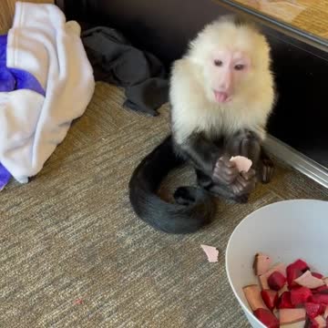 Wildlife animal top video knowledge 1bd