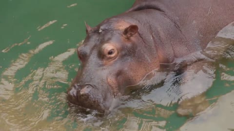 hippo