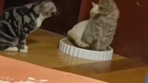 Cats funny video