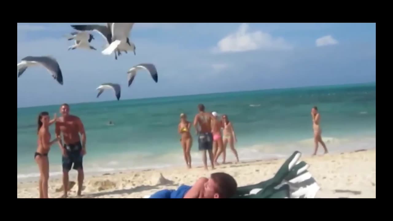 Animals attacked human.