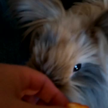 Jasper eating pineapple