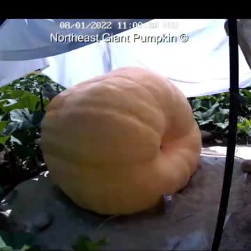 Bear Swipe grew fast - 50 lbs a day at times 🎃🐻