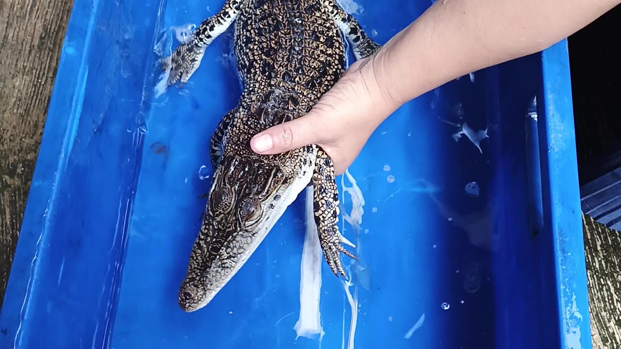 Tiny Crocodile Adorably Babied