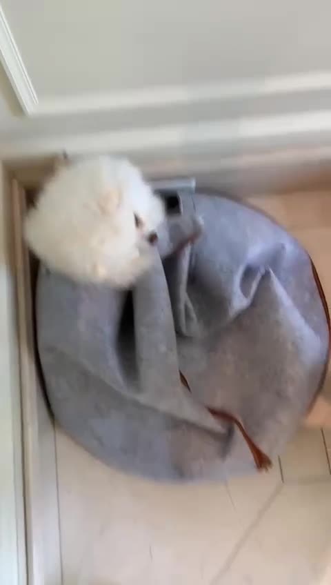 20211118文贵先生GETTR²：可爱的笨笨和Snow嬉闹的日常生活🥰🥰🥰