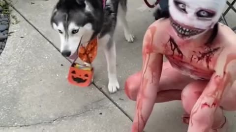 Husky Gets SO SCARED