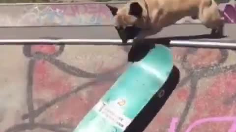 Funny Dogs Videos 2021😂😂