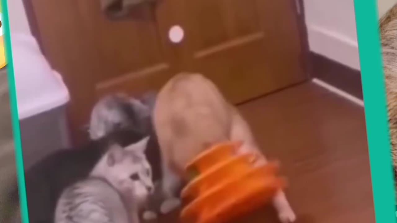 Funny animal reaction