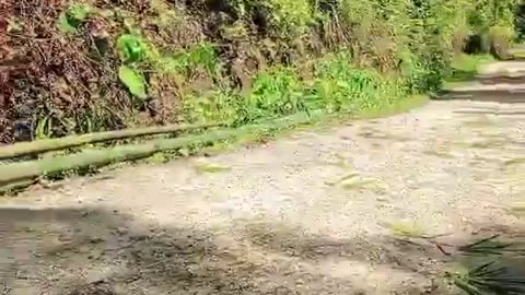 Kawayan