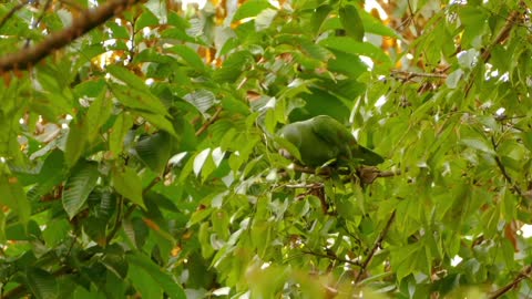 Breathtaking Colorful Birds of the Rainforest2 Part.AnffIV