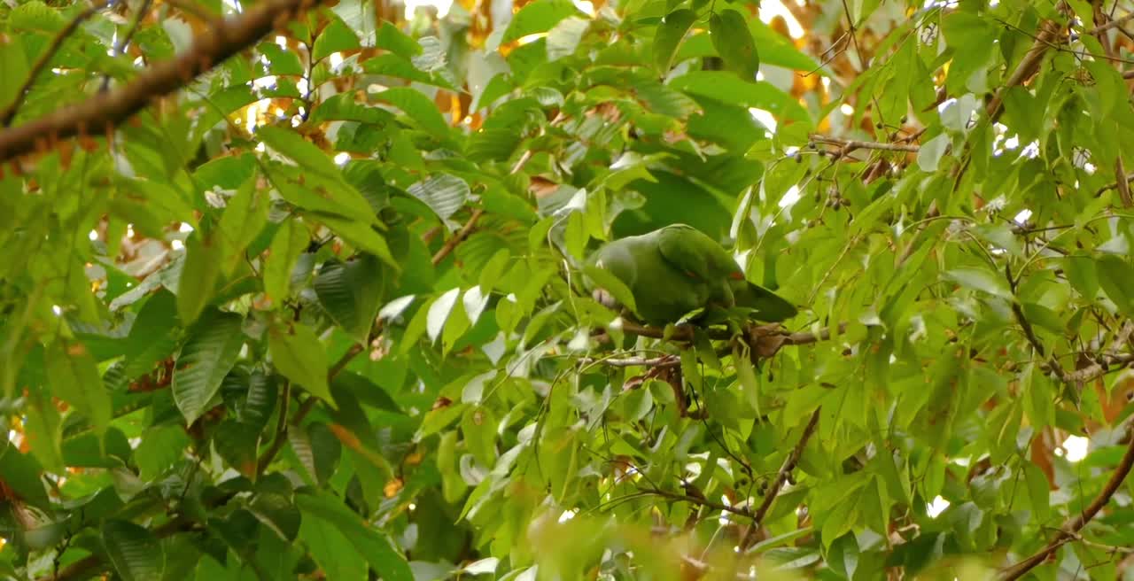 Breathtaking Colorful Birds of the Rainforest2 Part.AnffIV