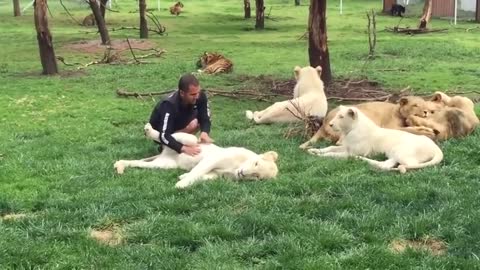 Tiger Saves Man From A Leopard Attack