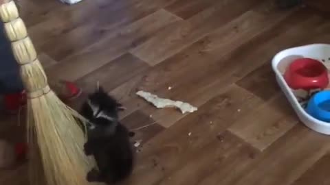 The raccoon helps to sweep!