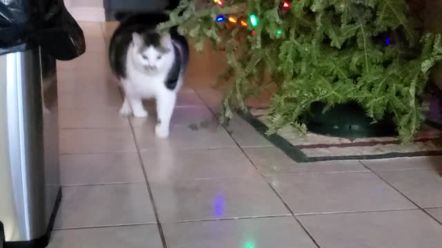 Chonky Cat Comes Running for a Snack