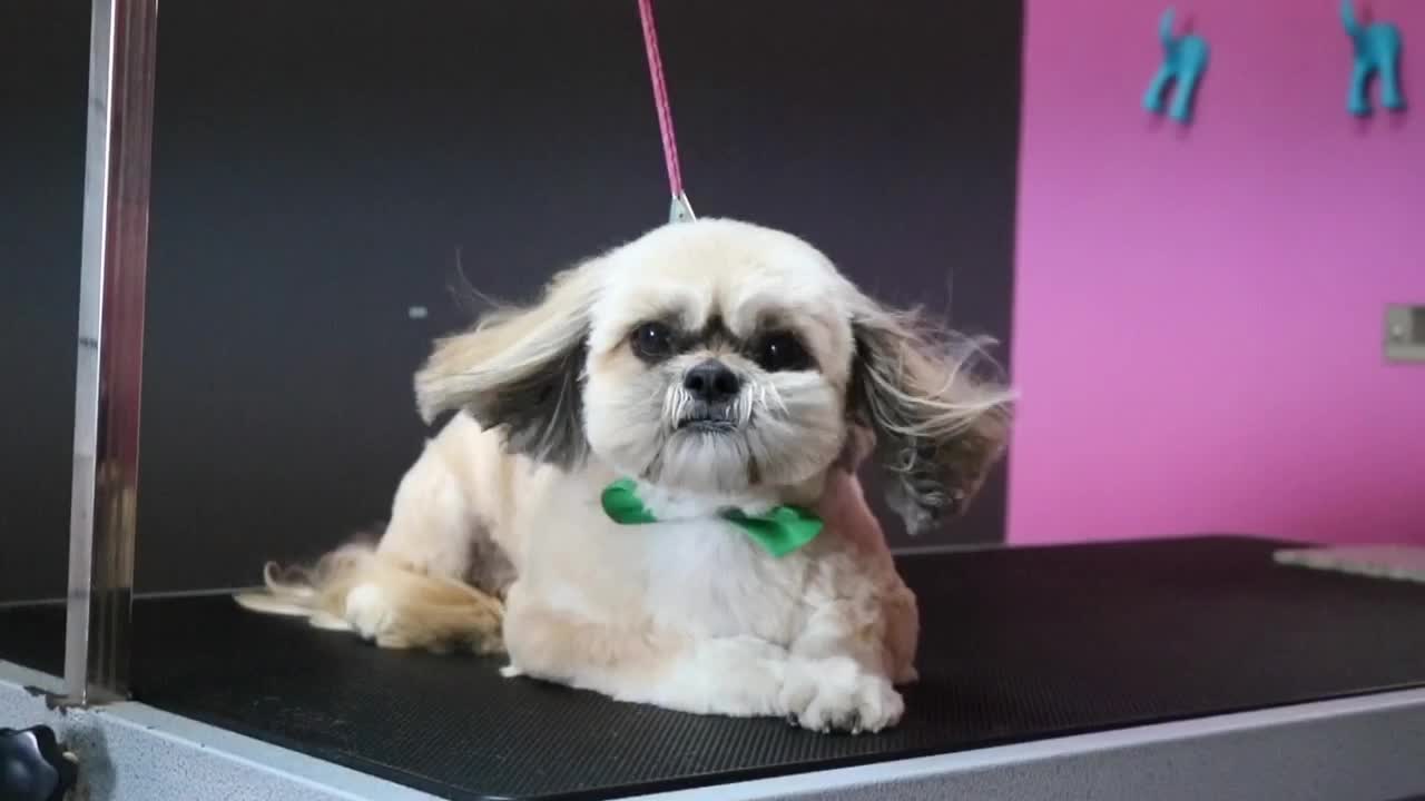 Cute Shihtzu