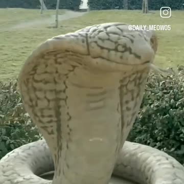 Kiss gentelcat nice. Cobra dangerous snake Cat. snake fight ..snake cat war orange .cat funny cat snake friendship cat friendly funny snake poisonous snake