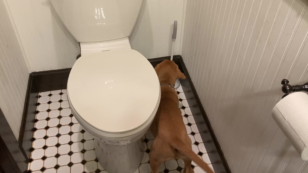 Puppy vs Toilet Brush