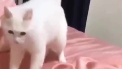 Dancing cat