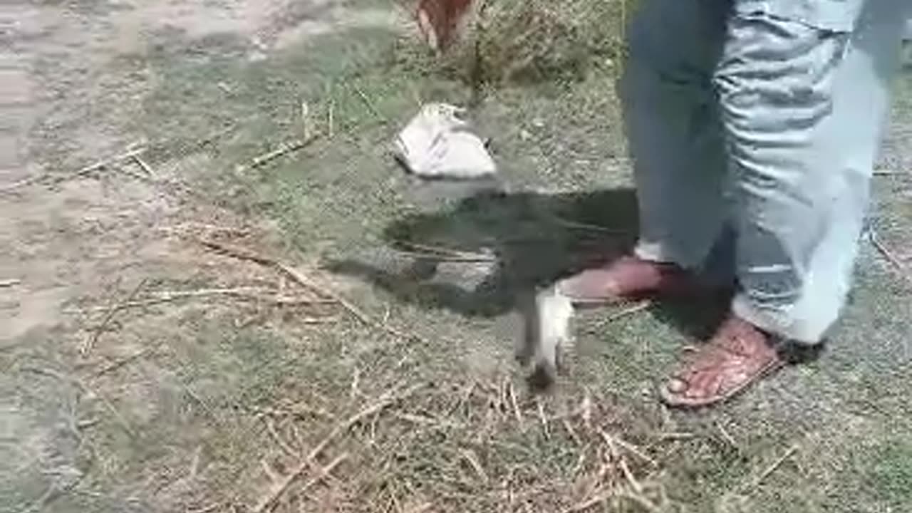 fishing movi