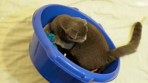 Amusement video of scotish fold kitten playing in blue bowl on the bed