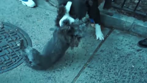 Pitbull attack Dogs - compilation 2014\ # Pittbull_Attack Dogs