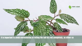 Angel Wing Begonia