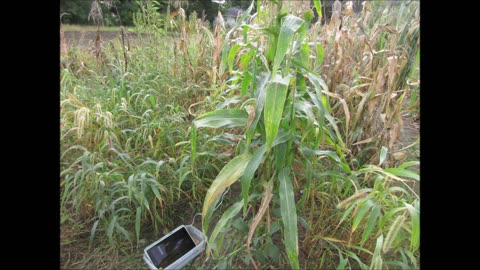 Lovely Ear Of Corn Colored Corn Sept 2022
