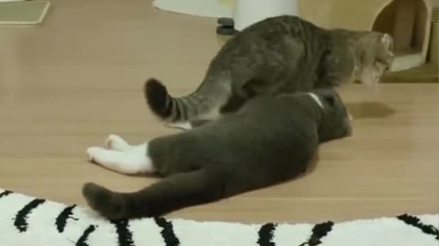 Funniest Cats 😹 - Don't try to hold back Laughter 😂 - Funny Cats Life