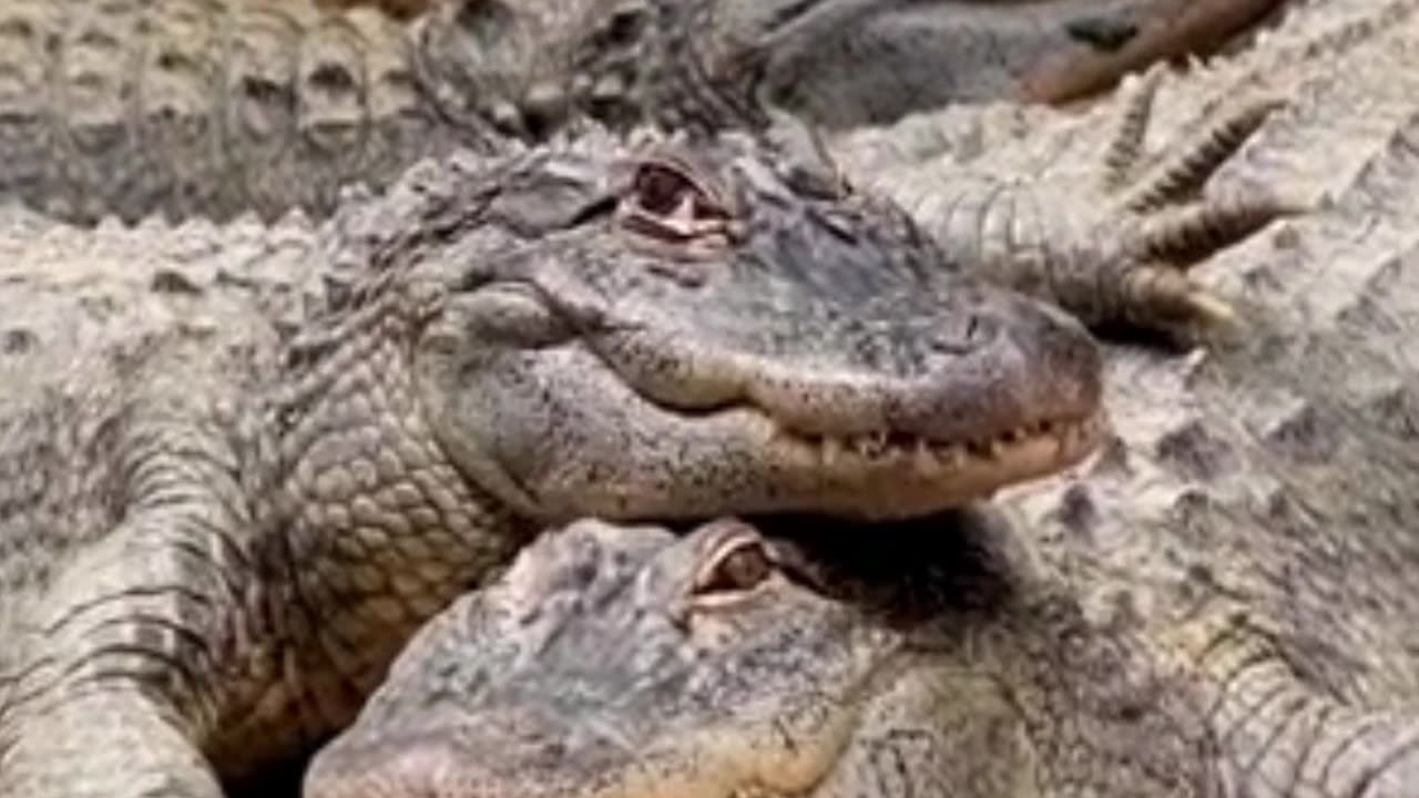 Croc Chronicles: Fascinating Short Clips of Mighty Crocodiles