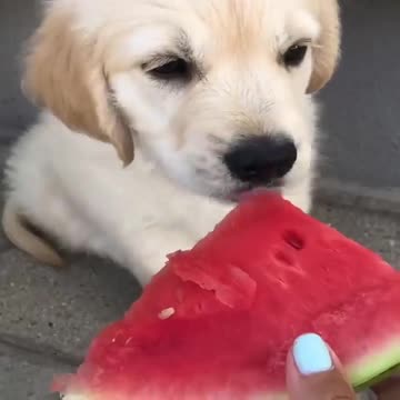 Funniest & Cutest Labrador Puppies