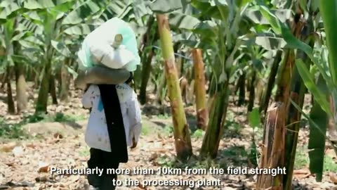 How To Banana Harvesting Cableway - Banana Processing in factory - Banana Farm to harvest