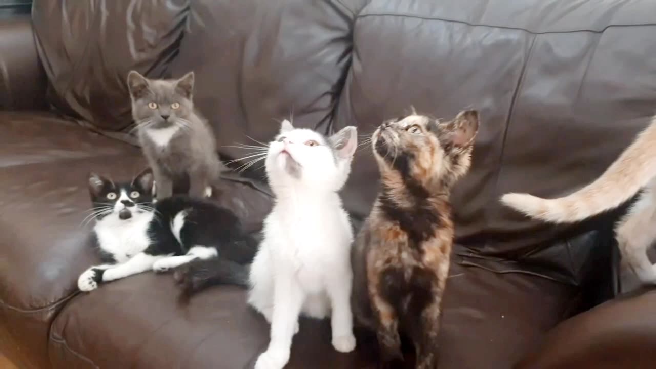 "Adorable Kitten Takes Over the Sofa: Cuteness Overload!"