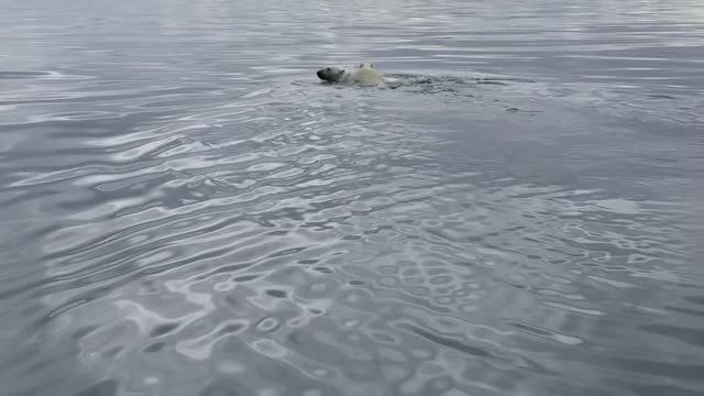 Polar Bear Mother Swims with Cub