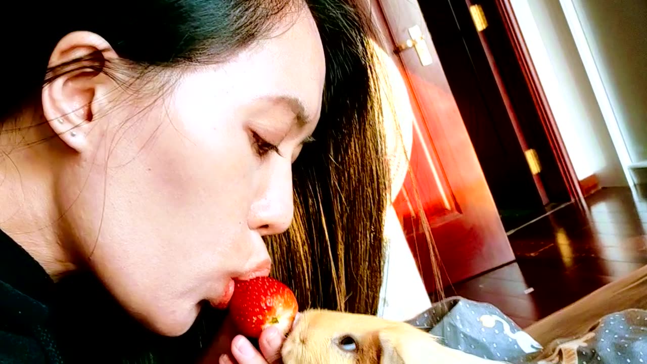 Sharing Strawberry With Guinea Pig