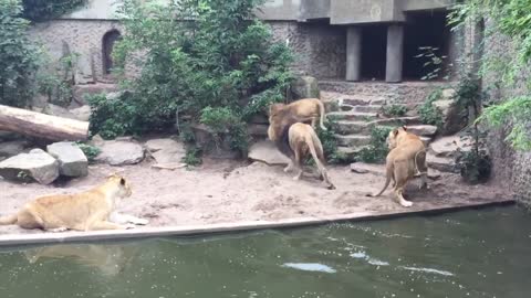 Lion hunts and eats heron at the Amsterdam Artis Zoo