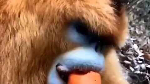 The monkey eats carrots funny