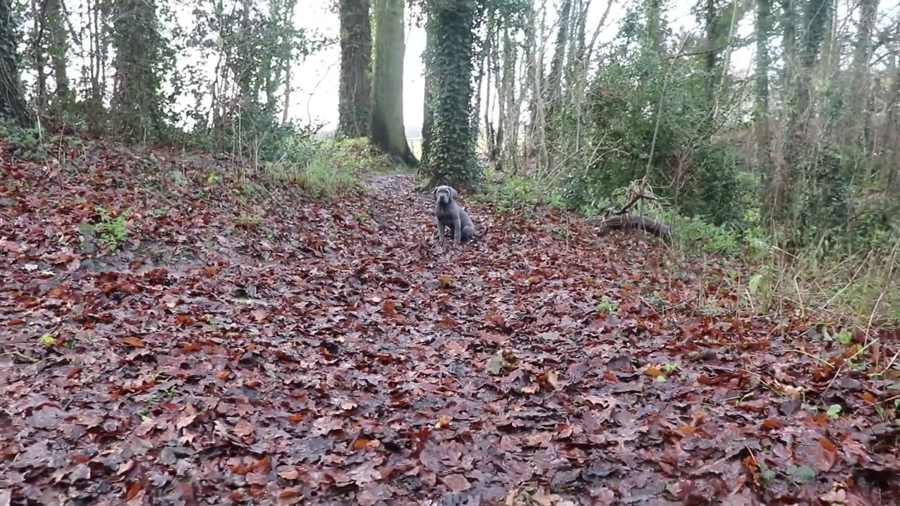 HELP! My Cane Corso Won't Stop Barking! How To Stop Dog Barking FOR EVER!