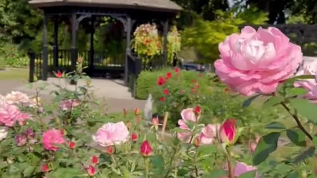 Autumn roses